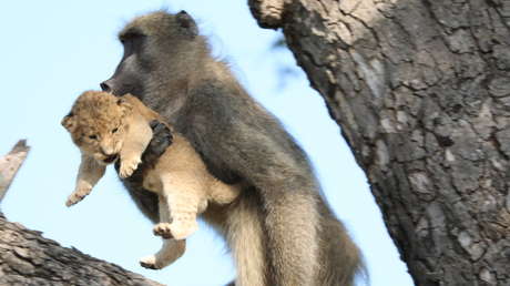 VIDEO: Un babuino roba un cachorro de león, lo acicala subido a un árbol y crea un momento a lo 'El rey león'