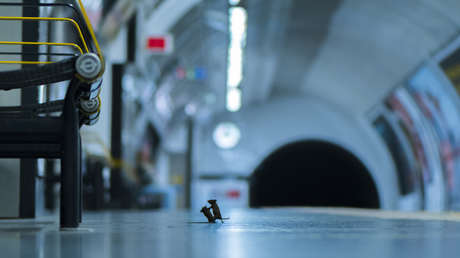 Pelea de dos ratones por unas migas en el metro, la premiada fotografía de película que corta la respiración