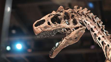 Hallan una rara enfermedad humana en la cola de un dinosaurio de hace 66 millones de años