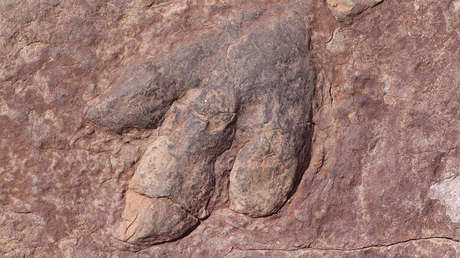 Resuelven el misterio de las huellas de dinosaurios encontradas en el techo de una cueva australiana