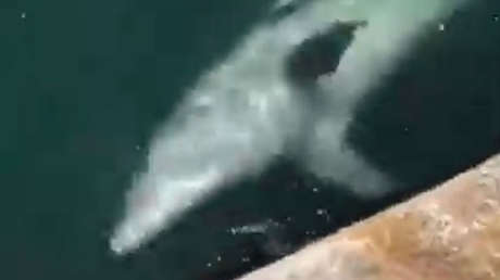 Un delfín aparece en un puerto italiano aprovechando la ausencia de embarcaciones por la cuarentena (VIDEO)