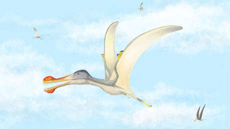Descubren tres nuevas especies de pterosaurio de hace 100 millones de años