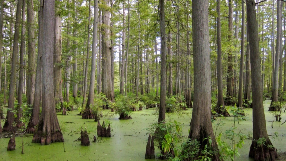 El Bosque De Los Sueños Wikipedia