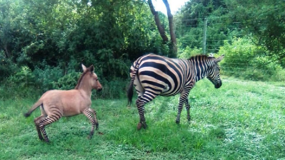 Nace cebrasno en Parque Nacional de Kenia