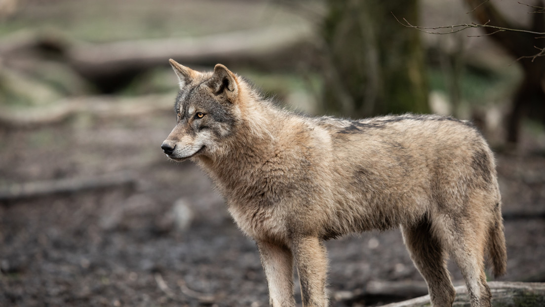 FOTO: Avistan por primera vez en más de un siglo a un lobo en el norte de Francia, tras ser considerado extinguido