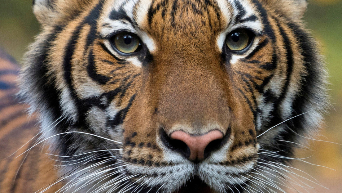 Cuatro tigres y tres leones dan positivo para covid-19 en el zoo de Nueva York donde una tigresa fue infectada por un empleado