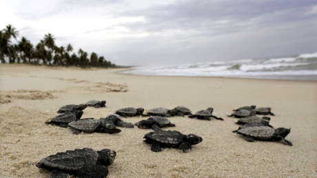 Nacen cerca de 100 tortugas marinas en peligro de extinción en una playa de Brasil desierta por la cuarentena del coronavirus (VIDEO)