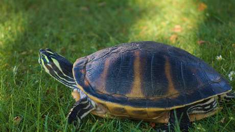 Multan a una mujer en Italia por romper el confinamiento para pasear a su tortuga