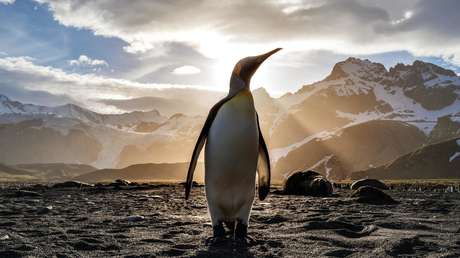 Pingüinos se adueñan de las calles vacías en Sudáfrica 5e9c2f8ae9ff712cf1595a79