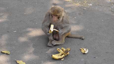 FOTO: Se viraliza una imagen de monos en perfecto distanciamiento social