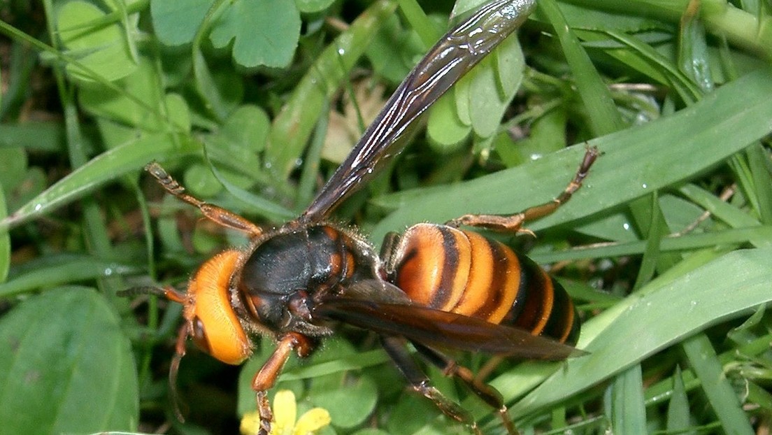 Encuentran por primera vez en EE.UU. avispones asiáticos 'asesinos', que acaban con colonias de abejas en horas - RT