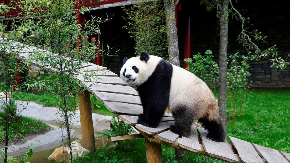 Nace el primer panda gigante en un zoológico de Países Bajos RT