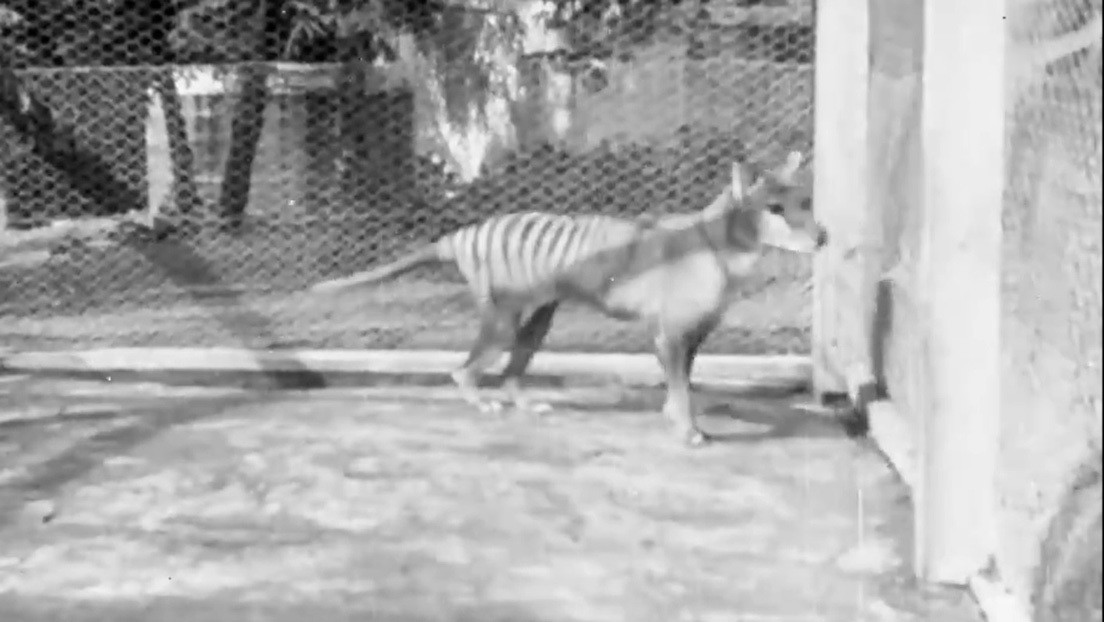 Un video inédito muestra las últimas imágenes del último tigre de Tasmania vivo antes de su extinción hace más de 80 años (VIDEO)