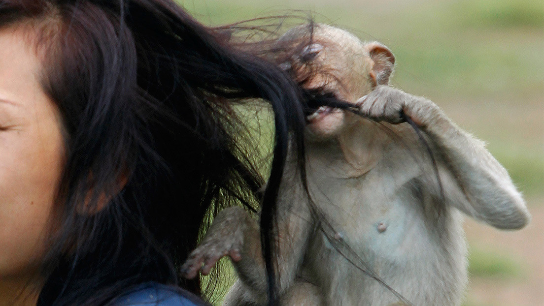 VIDEO: Un mono ataca en directo a una presentadora de televisión