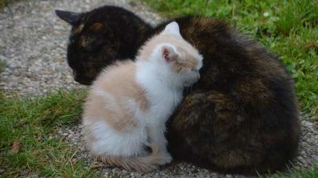 FOTOS: Una gata lleva a su cría enferma a un hospital en Turquía y los atienden