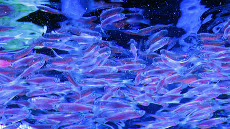 Encuentran en peces una nueva hormona sexual que podría impulsar los tratamientos de fertilidad humana