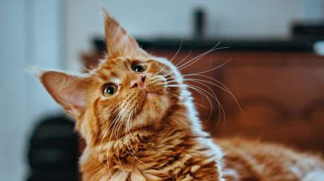 Rusia confirma su primer caso de coronavirus en una gata