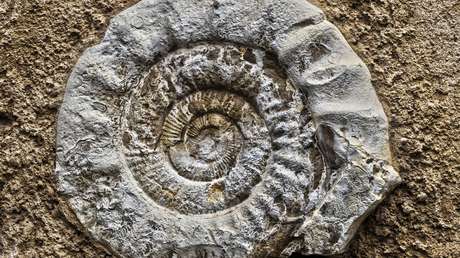 Un milpiés escocés de hace 425 millones de años podría ser el insecto más antiguo del planeta