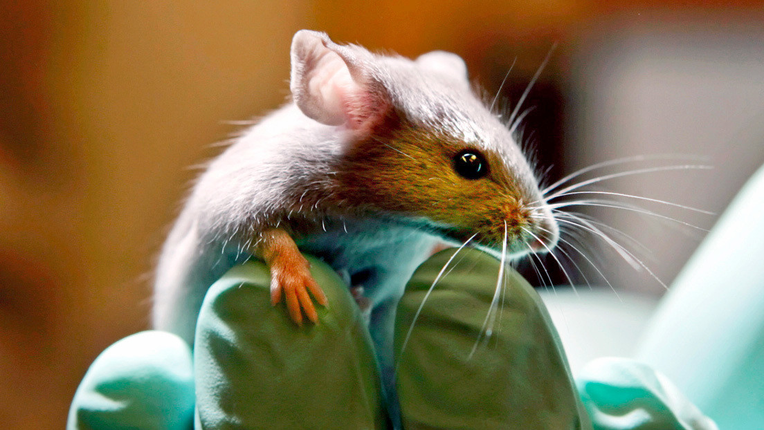 Imprimen en 3D una oreja 'humana' bajo la piel de un ratón sin realizar ningún corte