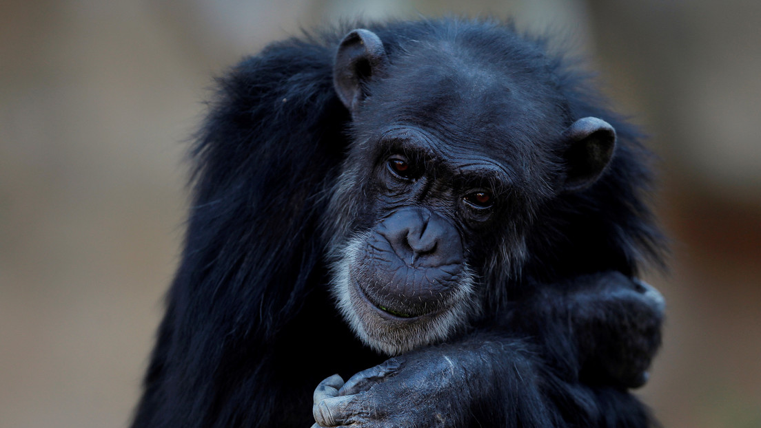 Descubren un hueso nunca visto en el corazón de chimpancés - RT