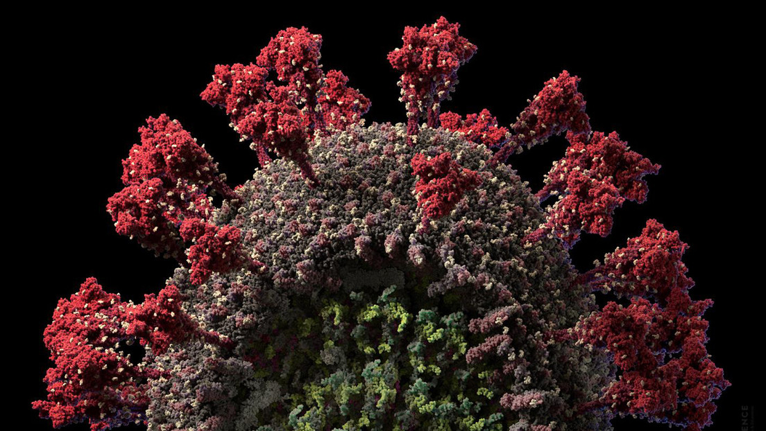 Un estudio concluye que la mutación del coronavirus multiplica sus 'espigas' y lo vuelve más infeccioso
