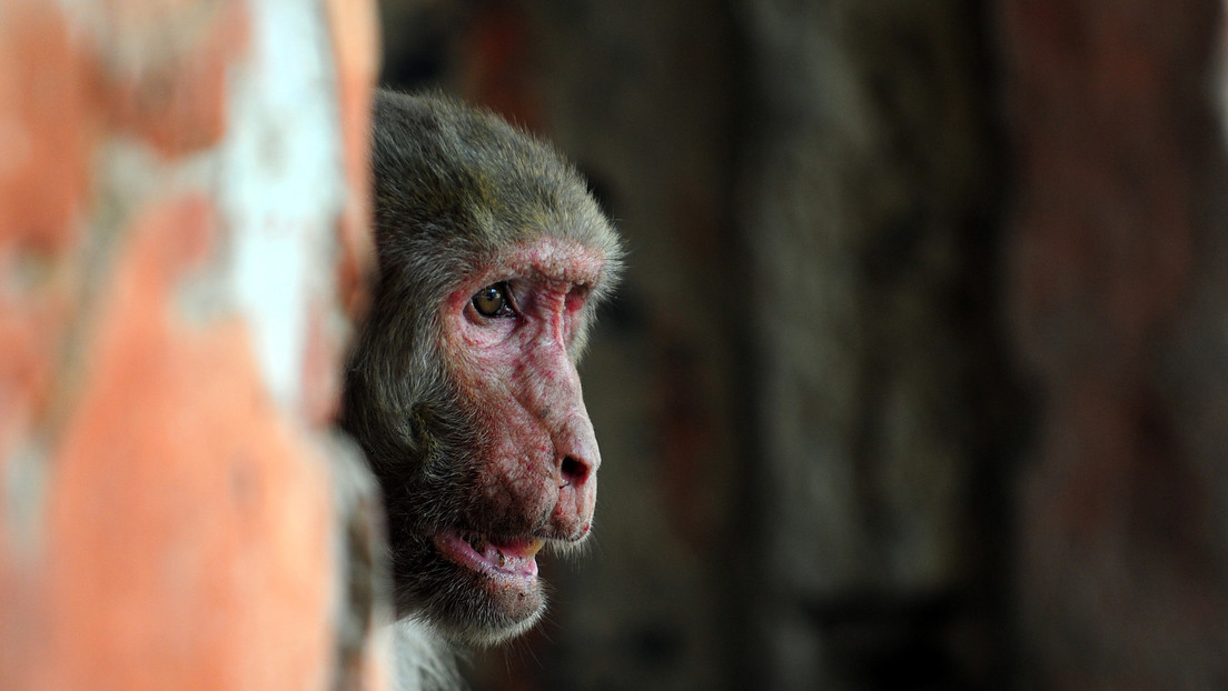 Mono adicto al alcohol pasará el resto de su vida en la jaula de un zoológico por matar a una persona y morder a 250