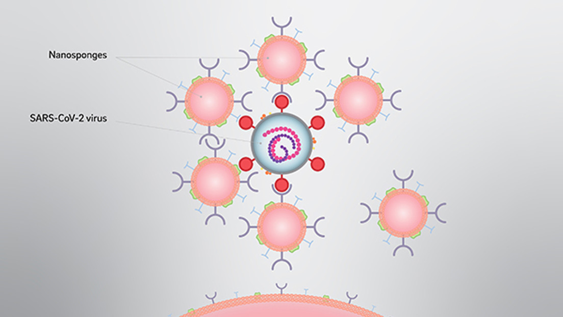 Crear nanoestructuras que puedan interceptar covid-19 dentro del cuerpo y prevenir la tormenta de citoquinas