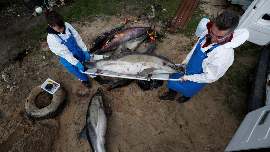 Cientos de delfines muertos aparecen en las costas de Francia