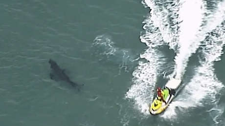Un enorme tiburón blanco mata a un surfista y escapa mar adentro (VIDEO)