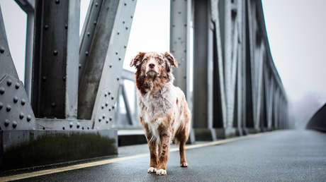 Un perro espera durante cuatro días a su dueño en el puente en que este se suicidó