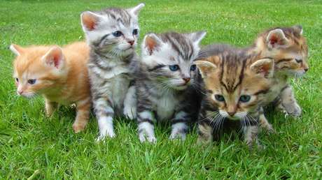 Rescatan en China a cientos de gatos hacinados en jaulas que iban a ser vendidos a restaurantes (VIDEO)