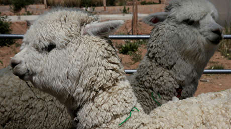 Científicos chilenos descubren un "fuerte" anticuerpo contra el covid-19 en las alpacas