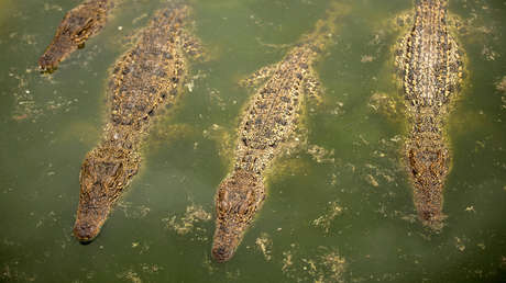 Una indonesia sale a pescar y es devorada por un cocodrilo de 6 metros de largo a la vista de testigos