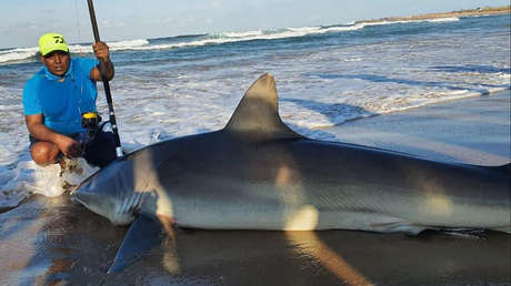 Captura un tiburón de casi 300 kilos de peso con una pequeña sardina como cebo