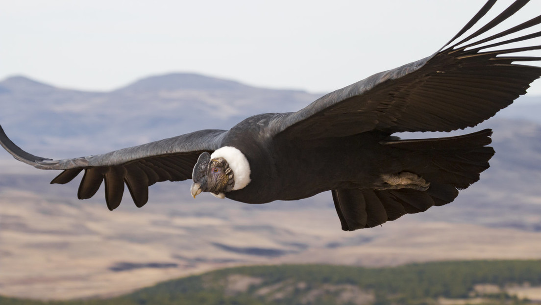 Descubren Cómo El Corpulento Cóndor Andino Logra Volar Más De 170 Kilómetros Sin Mover Las Alas Rt