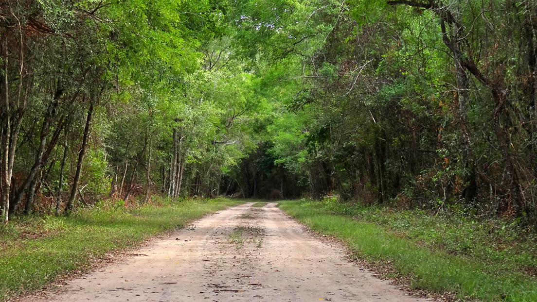 El Bosque De Los Sueños Wikipedia
