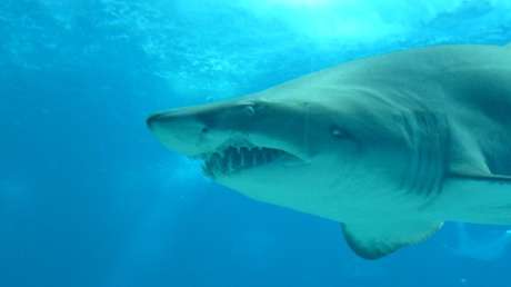 Un tiburón blanco mata a un adolescente de 15 años delante de sus padres y amigos