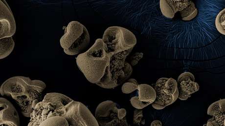 Encuentran un microbio con una dieta metálica tras más de 100 años de búsqueda del responsable de los atascos de tuberías