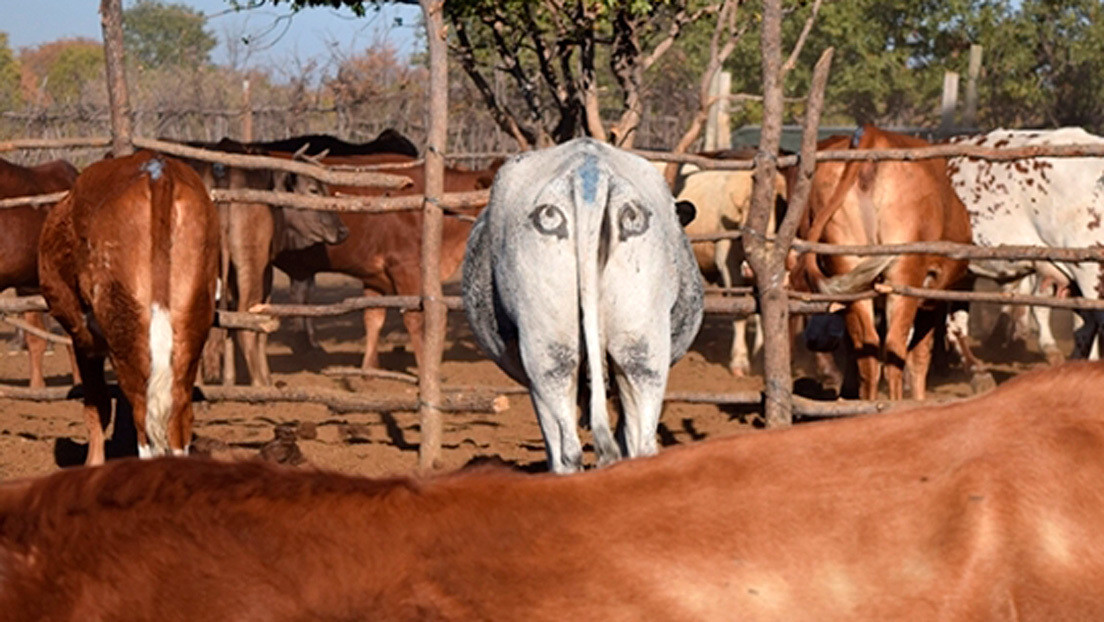 Biólogos pintan ojos falsos en el trasero del ganado: ¿para qué?
