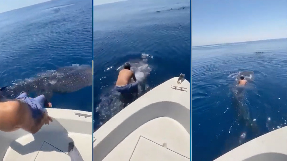 VIDEOS: Un hombre salta sobre un tiburón ballena y lo monta como un jinete