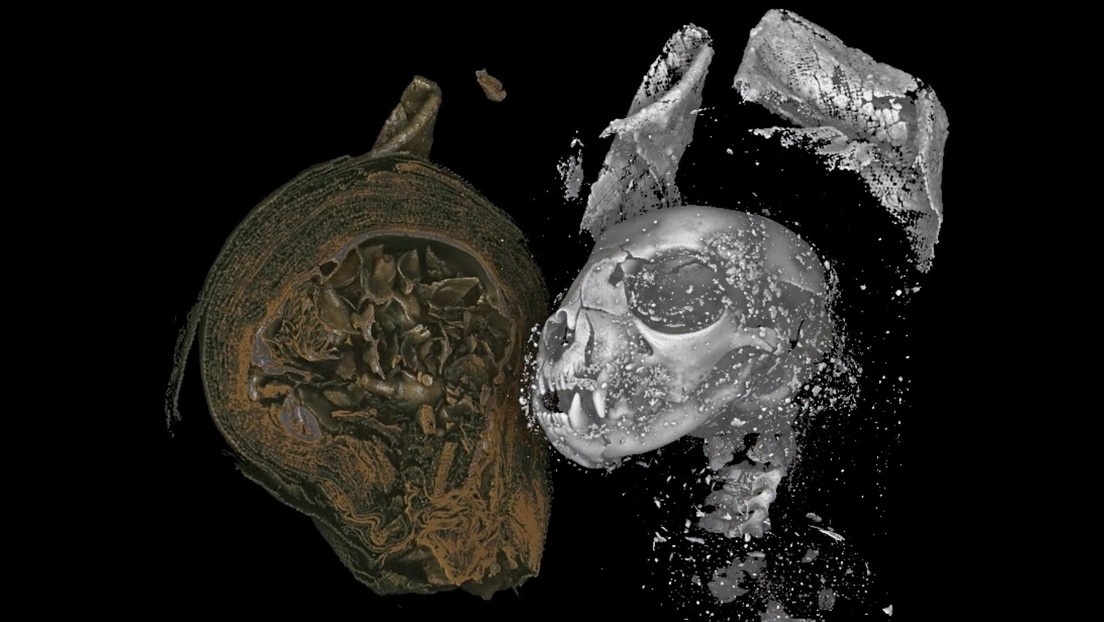 Revelan nuevos detalles de animales momificados en el antiguo Egipto gracias al uso de rayos X en 3D (FOTOS, VIDEO)