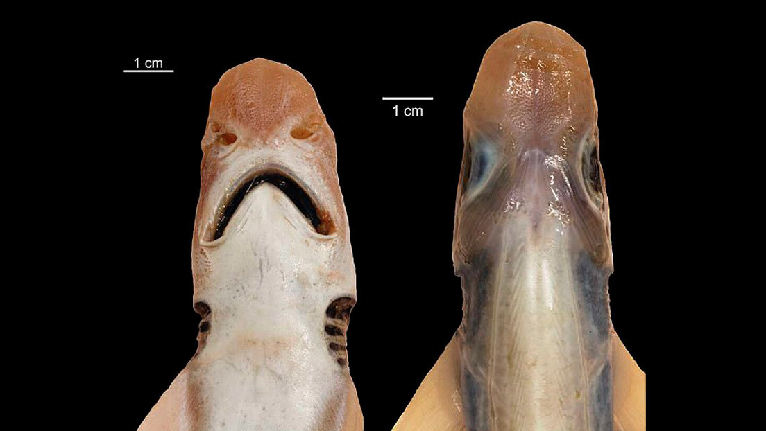 Captured rare shark without skin and teeth in the Mediterranean Sea Captured rare shark without skin and teeth in the Mediterranean Sea