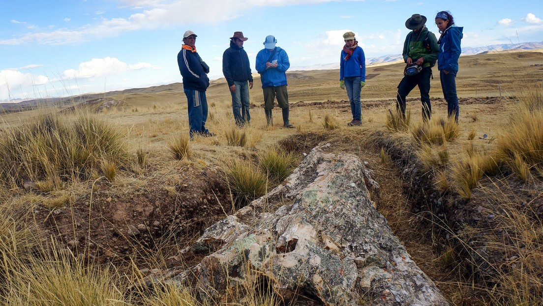 Árbol fósil hallado en meseta andina central peruana, puede cambiar teoría de cambios ambientales 