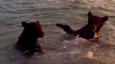 VIDEO: Captan el momento en que dos oseznos pardos disfrutan del mar bañándose y jugando