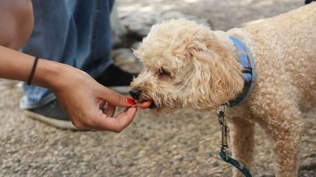 Cinólogos enumeran los productos más peligrosos para la salud de los perros