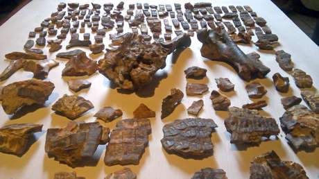 Sie finden in Argentinien fossile Überreste eines 700.000 Jahre alten Gürteltiers an derselben Stelle, an der die historische „Schlacht von Obligado“ stattfand