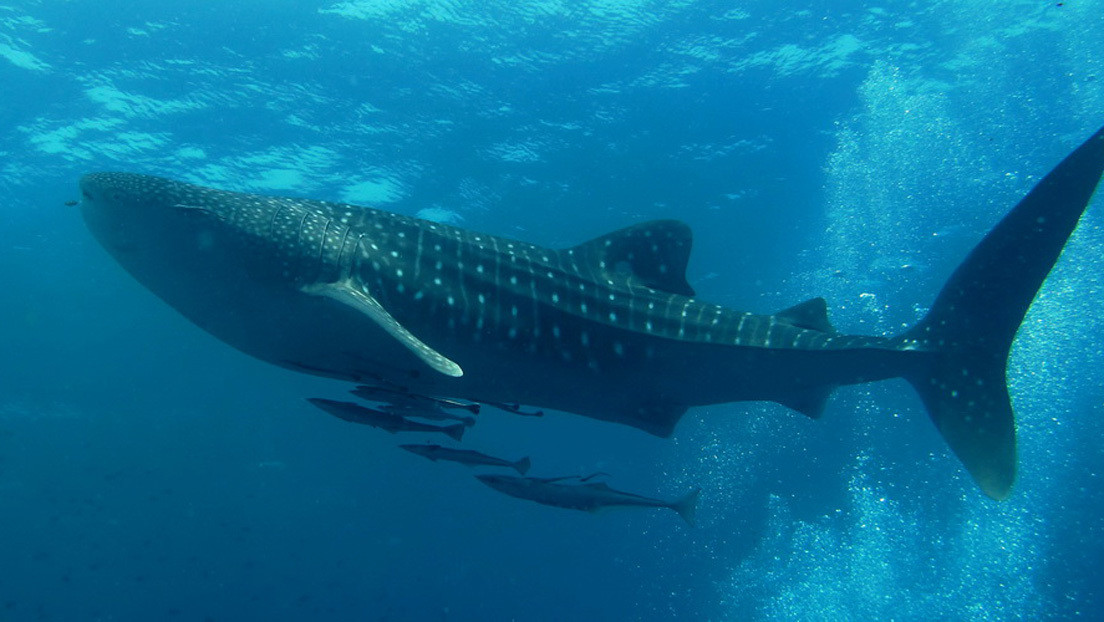 Descubren cuál es el pez más grande del mundo RT