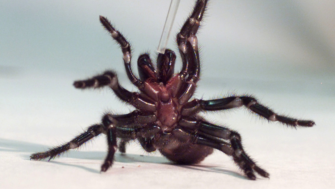 ¿Por qué los machos de una de las arañas más peligrosas del mundo representan una amenaza para los humanos?