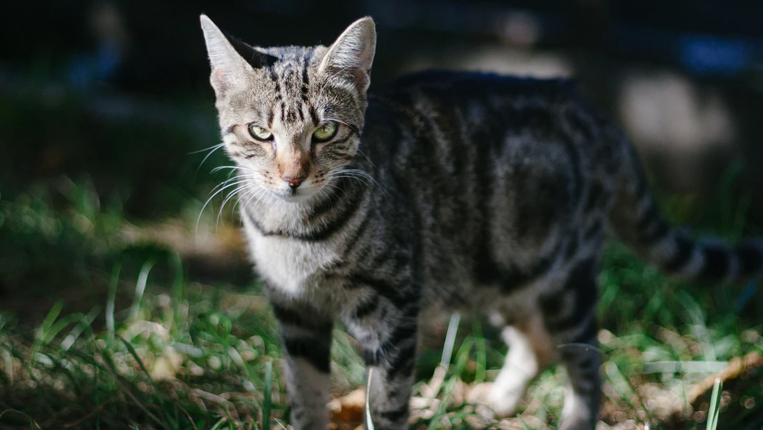 Investigadores ponen cámaras y GPS en los collares de gatos domésticos y descubren que son feroces asesinos (VIDEO)