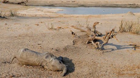 Aumenta a 22 el número de elefantes muertos en Zimbabue aparentemente por una infección bacteriana